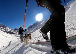 Teaching Your Dog to Ski Tour and be a Powder Hound