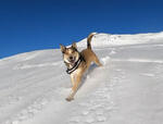 Watch Our Dog Enjoy a Ski Tour in Powder